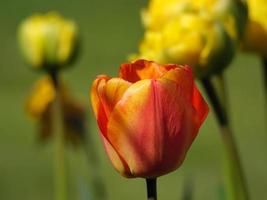 tulipes dans le jardin photo