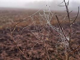 toile d'araignée de beauté avec des gouttes de pluie sur une plante sur le terrain. temps avec brouillard photo