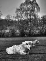 vaches dans le muensterland allemand photo