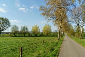 arbres en westphalie photo