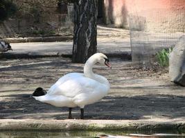 Le cygne blanc nettoie les plumes debout dans l'eau photo