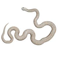 illustration 3d de serpent brun oriental photo