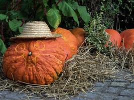 beaucoup de citrouilles dans le jardin photo