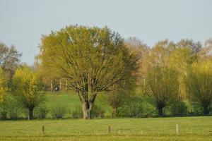 arbres en westphalie photo