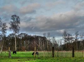 vaches sur un pré en westphalie photo