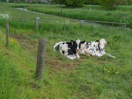 vaches sur un pré photo