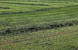 surface en gros plan d'herbe verte sur un pré par une journée d'été ensoleillée. photo