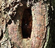 gros plan sur une texture d'écorce d'arbre très détaillée en haute résolution. photo