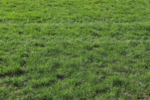 surface en gros plan d'herbe verte sur un pré par une journée d'été ensoleillée. photo