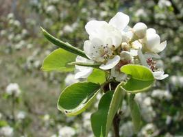 pollinisation des fleurs par les abeilles poires. les fleurs de poirier blanc sont une source de nectar pour les abeilles photo