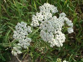 herbe médicinale, achillea millefolium, millefeuille ou plante de saignement de nez photo