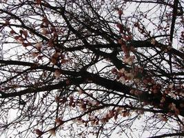 fond de fleur de printemps. belle scène de nature avec arbre en fleurs et éruption solaire. journée ensoleillée. fleurs de printemps. photo