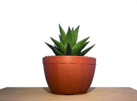 les plantes sont généralement petites dans des pots en plastique circulaires bruns. isolé sur fond blanc avec un tracé de détourage photo