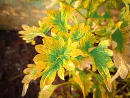 plante ornementale vert jaune photo