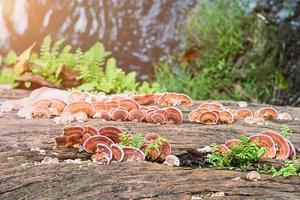 gros plan de champignon sur bois bois photo