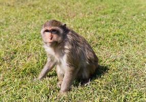 singe macaque sur l'herbe photo