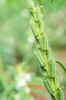 sésame une grande plante herbacée annuelle photo