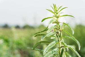 fleur de graines de sésame sur l'arbre dans le champ photo