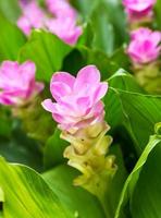 Fleur de tulipe siam ou curcuma alismatifolia photo