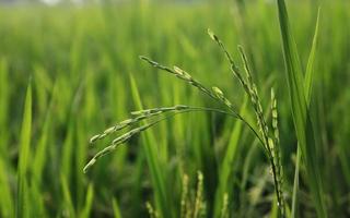 plant de riz dans le champ photo
