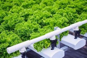 plante de salade de laitue à feuilles vertes biologiques fraîches dans un système de ferme de légumes hydroponique photo