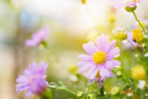 belles fleurs de marguerite fraîches avec des gouttes d'eau sur le pré vert photo