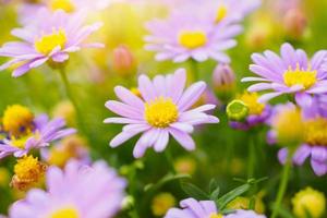 belles fleurs de marguerite sur le pré vert photo