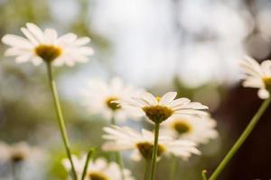 beau champ de fleurs de marguerite de camomille blanche sur le pré vert photo