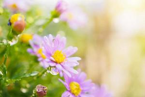 belles fleurs de marguerite fraîches avec des gouttes d'eau sur le pré vert photo