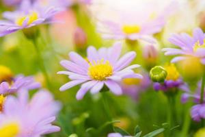 belles fleurs de marguerite sur le pré vert photo