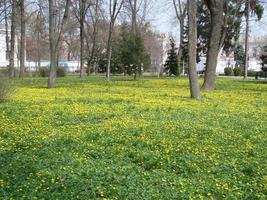 clairière avec renoncule à fleurs ficaria verna . le printemps photo