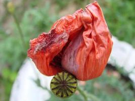 fleurs de pavot rouge sur le terrain comme symbole du jour du souvenir photo