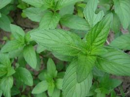 feuilles de menthe, feuilles de menthe poivrée sur fond vert, photo