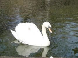 cygne blanc dans le lac brumeux à l'aube. lumières du matin. fond romantique. beau cygne. cygne. photo