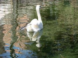 beau cygne sur une réflexion de rivière bleue cristalline photo