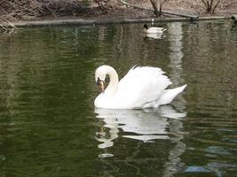 cygne blanc dans le lac brumeux à l'aube. lumières du matin. fond romantique. beau cygne. cygne. photo