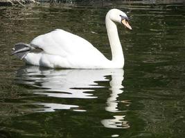 beau cygne sur une réflexion de rivière bleue cristalline photo