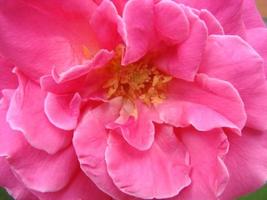 bourgeon, fleur d'une rose variétale rouge en arrière-plan dans un jardin, printemps, été, photo