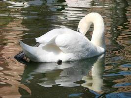 beau cygne sur une réflexion de rivière bleue cristalline photo