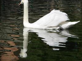 beau cygne sur une réflexion de rivière bleue cristalline photo