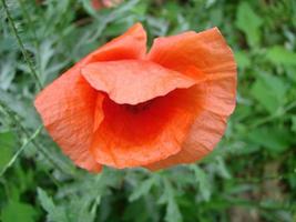 fleurs de pavot rouge sur le terrain comme symbole du jour du souvenir photo