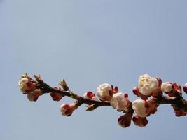 fond de fleur de printemps. belle scène de nature avec arbre en fleurs et éruption solaire. journée ensoleillée. fleurs de printemps. photo