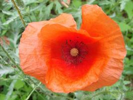 fleurs de pavot rouge sur le terrain comme symbole du jour du souvenir photo