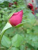 Bourgeon, fleur d'une rose variétale rouge sur fond d'herbe verte dans le jardin, printemps, été, photo