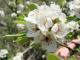 pollinisation des fleurs par les abeilles poires. les fleurs de poirier blanc sont une source de nectar pour les abeilles photo