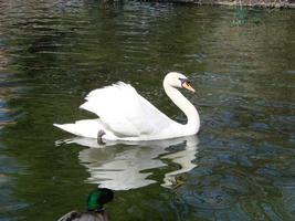 cygne blanc dans le lac brumeux à l'aube. lumières du matin. fond romantique. beau cygne. cygne. photo