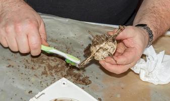 nettoyer un ventilateur d'extraction de cuisine très sale de la saleté avec une brosse. un homme nettoie les parties d'un ventilateur avec une brosse photo