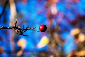 baies de rose musquée séchées sur une branche arrière-plan flou photo