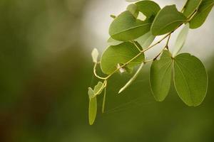 feuilles de bauhinia racemosa avec espace de copie, vijayapura, karnataka. photo