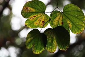 feuilles d'arbres sauvages. photo